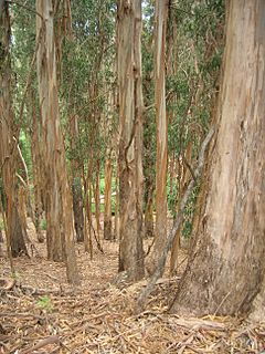 Archivo:Starr 050818-4121 Eucalyptus globulus