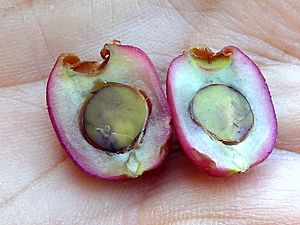 Archivo:Syzygium australe - 4