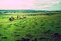 Termiteros Gran Sabana