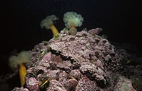 Thick coralline crust (mainly Lithothamnion glaciale) with anemones (Metridium senile), Newfoundland (7273707910)
