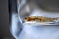 Tidewater Goby 1