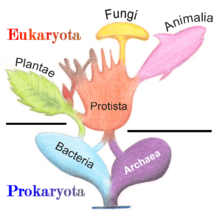 Archivo:Tree of Living Organisms 2