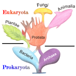 Archivo:Tree of Living Organisms 2