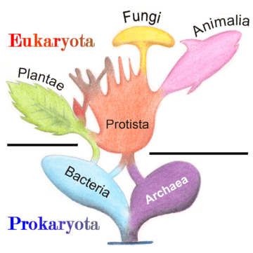 Archivo:Tree of Living Organisms 2