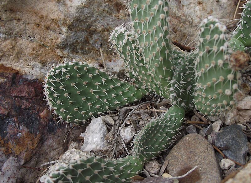 Tunilla erectoclada