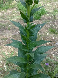 Archivo:Verbascum virgatum leaves 01