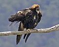 Wedge-tailed Eagle (Aquila audax)