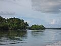 Yap Mangrove Forest (2849095133)