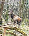 Young buck Killarney National Park