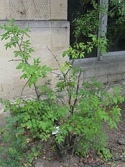 Zanthoxylum americanum - Talence - 201007.jpg