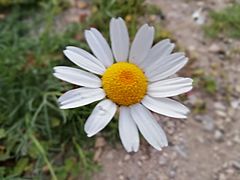 Archivo:"Argyranthemum frutescens"