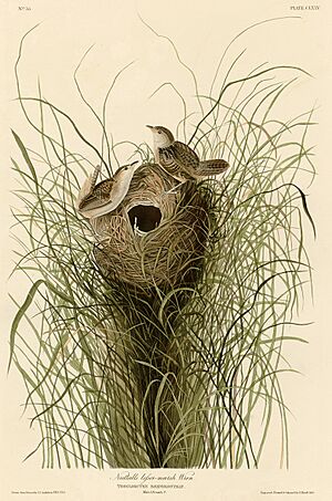Archivo:175 Nuttall's lesser-marsh Wren cropped