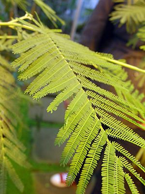 Archivo:Acacia dealbata leaves