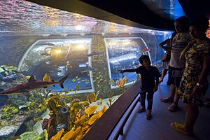 Archivo:Acuario del BioDomo