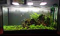 Acuario iluminado con lámparas led