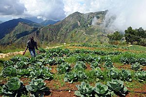 Archivo:Amid rows of cabbage, Haiti