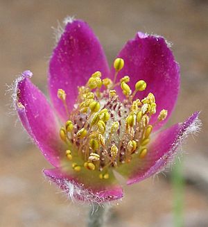 Archivo:Anemone multifida flower detail