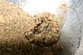 Antlion2 by Jonathan Numer