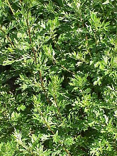Archivo:Artemisia vulgaris0