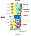Ascon anatomia