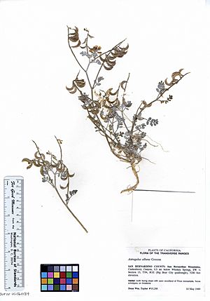 Archivo:Astragalus albens (5903549802)