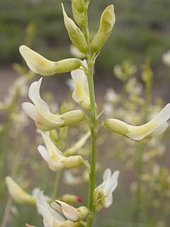 Archivo:Astragalus filipes (4048565895)