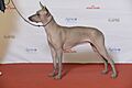 BIR Grupp 5- MEXIKANSK NAKENHUND, Lokal Hero’s King Og Hart’s Istas (23607403303)