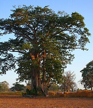 Archivo:Baobab, Farafenni Gambia (4076150428)