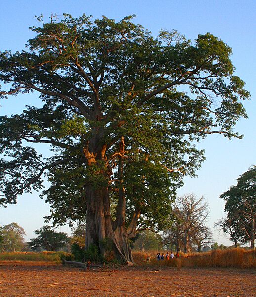 Baobab, Farafenni Gambia (4076150428)