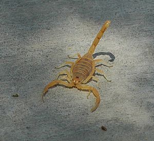 Archivo:Bbasgen-scorpion-front