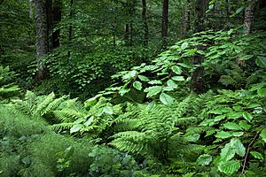 Archivo:Beech and ferns in Gullmarsskogen