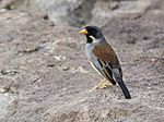 Archivo:Buff-bridled Inca-Finch - Incaspiza laeta (cropped)