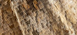 Archivo:Butterfly wing, detail, scales
