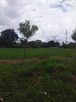 Campo en Santo Domingo, Bugaba.jpg