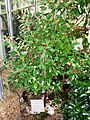 Capparis cynophallophora (Washington DC)