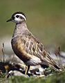 Charadrius morinellus male