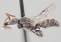 Chilicola charizard - Male.jpg