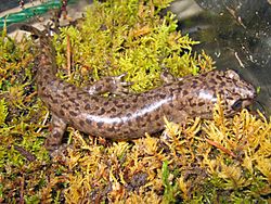Coastal Giant Salamander, Dicamptodon tenebrosus.jpg