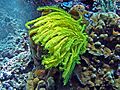 Comasteridae - Comaster nobilis-001