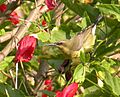 Copper sunbird