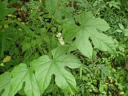 Cup-seed imported from iNaturalist photo 18645252 on 17 February 2024.jpg
