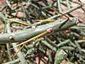 Cylindropuntia arbuscula 2