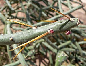 Archivo:Cylindropuntia arbuscula 2