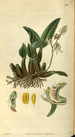 Archivo:Dendrobium aemulum- Curtis' 56 (N.S. 3) pl. 2906 (1829)