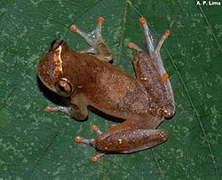 Dendropsophus rossalleni.JPG