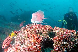 Archivo:Diver, Hogfish and Parrotfish, Darwin Island, Galapagos Islands, Ecuador