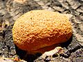 Dog Vomit Slime Mold (Fuligo septica) (2188452157)