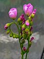 Drosera capillaris 002