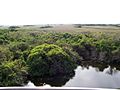 Evergladesoverlook.JPG