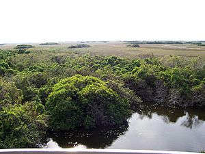 Archivo:Evergladesoverlook